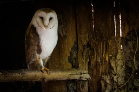 Barn owl into the shadow Stock Photos