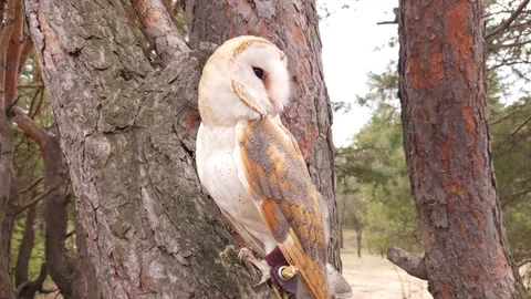 A barn owl sits on a pine branch in a coniferous winter forest Stock Footage 307512788