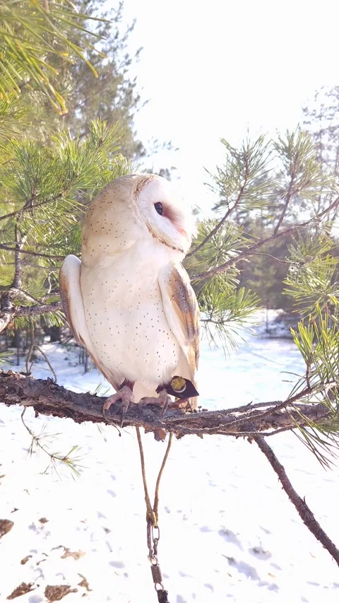 A barn owl sits on a pine branch in a coniferous winter forest Stock Footage 308021936