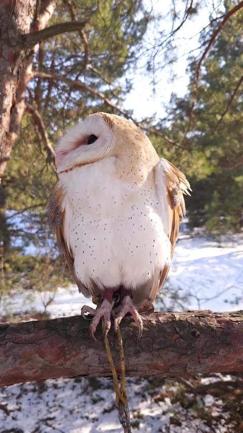 A barn owl sits on a pine branch in a coniferous winter forest Stock Footage 308021941