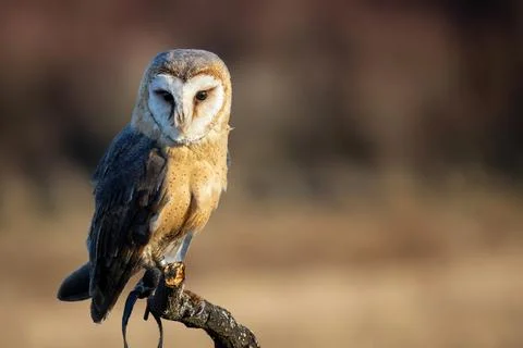 Barn Owl sitting on a dead tree with blurred background. Shallow depth of field 스톡 사진