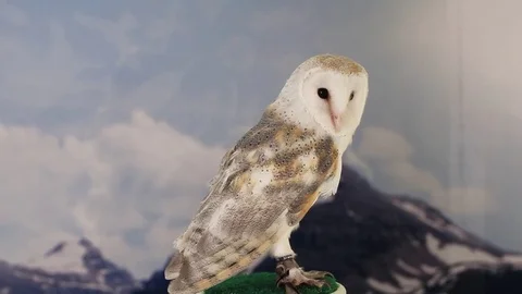 Barn owl sitting indoors Stock Footage 83084008