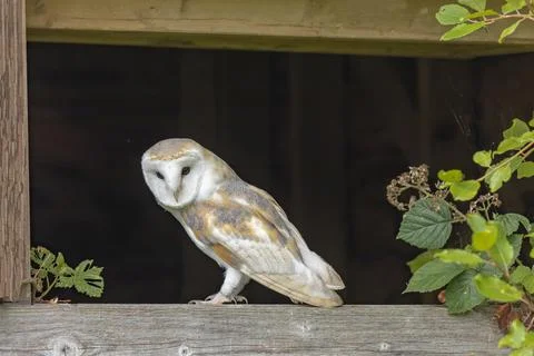 Barn Owl sitting in open window of a shed Stock Photos