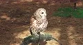 Barn Owl Sitting On Perch 4K 4k or 4k+ Resolution