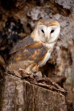 Barn Owl sitting in tree Stock Photos