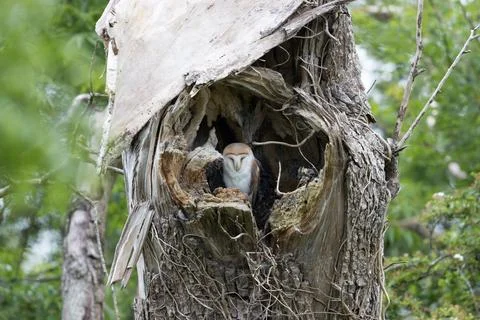 Barn Owl sleeping Foto stock