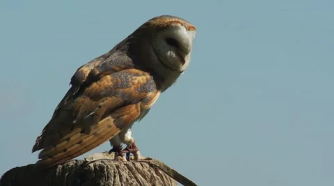 Barn owl in slow motion Stock Footage 50849880