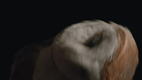 Barn owl slow motion shaking off on black background Stock Footage 170969999