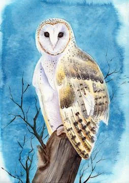 A barn owl with spotted feathers Stock Illustration