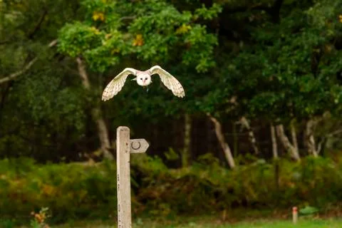 Barn Owl (Squeek) Stock Photos