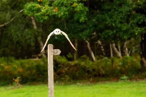 Barn Owl (Squeek) Stock Photos