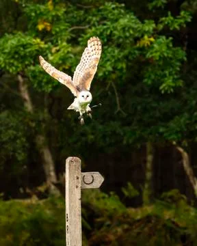 Barn Owl (Squeek) Stock Photos