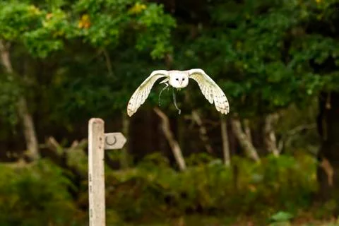 Barn Owl (Squeek) Stock Photos