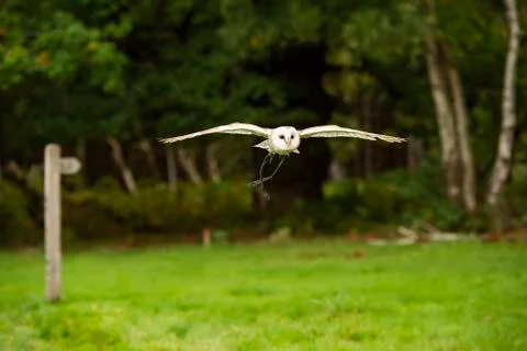 Barn Owl (Squeek) Stock Photos