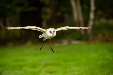Barn Owl (Squeek) Stock Photos