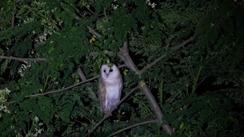Barn owl standing on a tree at night Video stock 248045423