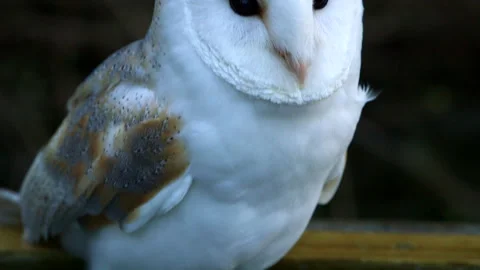 Barn Owl standing in water butt Stock Footage 243014568