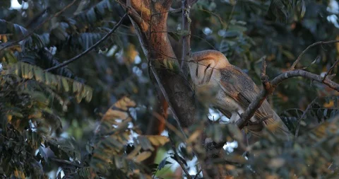 Barn owl in the strong windy. Stock Footage 85985662