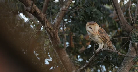 Barn owl in the strong windy. 動画素材 85986117