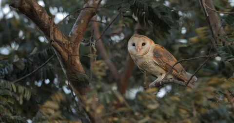 Barn owl in the strong windy. Stock Footage 85986588