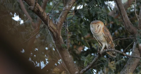 Barn owl in the strong windy. Stock Footage 85987292