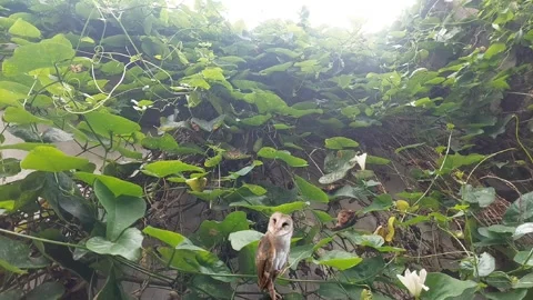 Barn Owl, Surrounded by Wall Garden Stock Footage 301772783