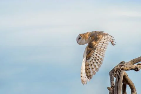 Barn Owl taking off from a Cluster of Tree Branches Stock Photos