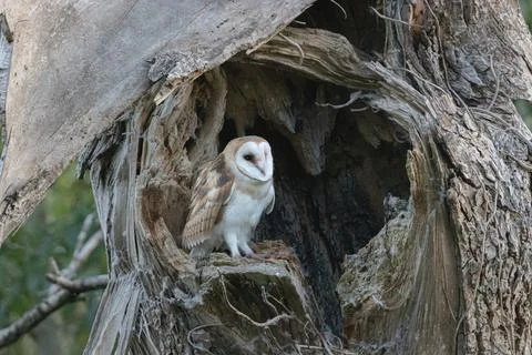 Barn Owl in tree Foto stock