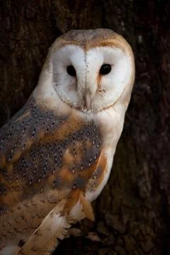 Barn Owl in tree Stock Photos