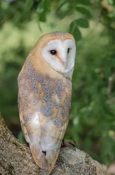 Barn owl in tree portrait Stock Photos