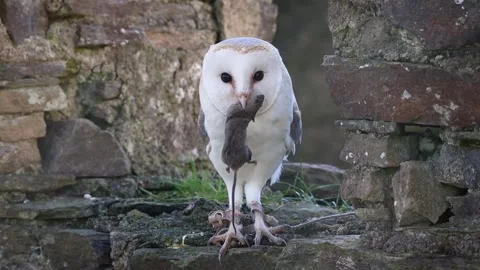 Barn Owl Trying to Eat Mouse in Old Stone ruin, Ireland Stock Footage 338391589