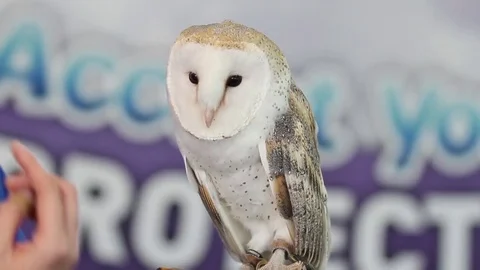 Barn owl turning head Video stock 81960871