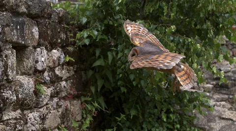 Barn Owl, tyto alba, Adult in Flight, Entering Hole in a Wall of stone, Stock Footage