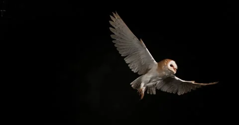 Barn Owl, tyto alba, Adult in flight, Normandy, Slow Motion 4K Stock Footage
