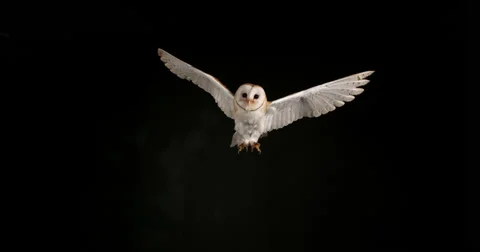 Barn Owl Stock Footage Royalty Free Barn Owl Stock Videos Pond5