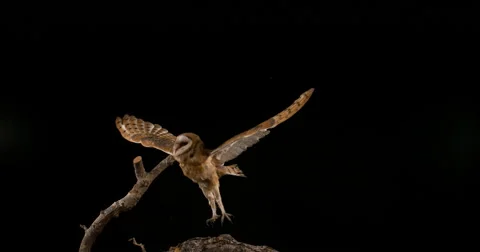 Barn Owl, tyto alba, Adult in flight, Normandy, Slow Motion 4K Stock Footage
