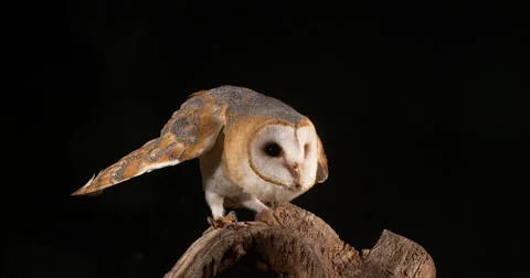 Barn Owl, tyto alba, Adult, Normandy, Real Time Stock Footage