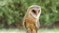 Barn owl. Tyto alba. Bird of prey 4k or 4k+ Resolution