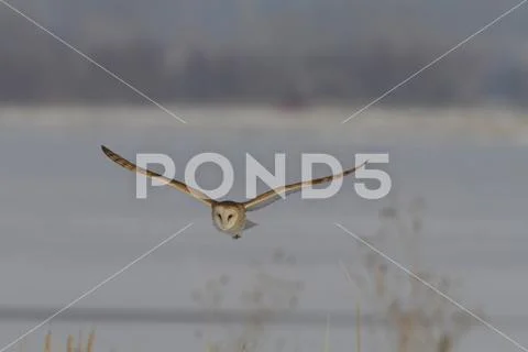 Barn Owl Tyto alba in-flight Utah Stock Photos
