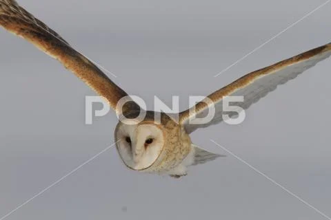 Barn Owl Tyto alba in-flight Utah Stock Photos