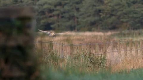 Barn Owl (Tyto alba) flying with a vole, Norfolk Broads, UK 스톡 동영상 345187152