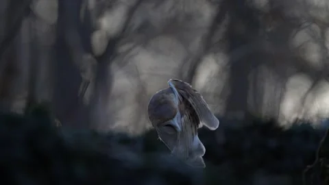 Barn owl, Tyto alba, nice bird sitting on the old tree stump with green fern, ni Stock Footage 237231903