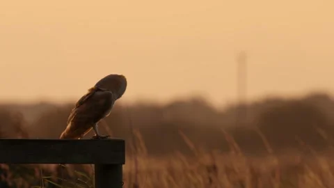 Barn Owl (Tyto alba) perched at sunset, Norfolk Broads, UK 스톡 동영상 345187067