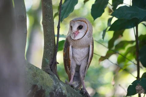 Barn Owl (Tyto alba) perched on tree trunk in in the forest at dawn Stock Photos