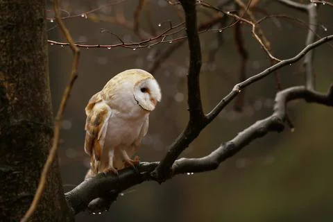Barn owl (Tyto alba) perching on the beech branch on rainy autumn day Stock-Fotos