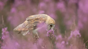 Barn owl, Tyto alba, sitting on tree branch with beautiful pink flower habitat. Видео 86157536