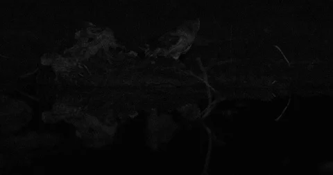 Barn owl, Tyto alba, sitting on the tree during night. Stock-Footage 102848441