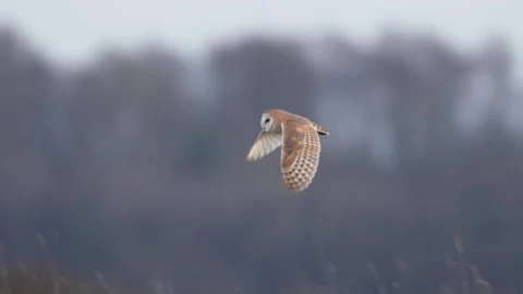 Barn Owl (Tyto alba) at sunset, uk 스톡 동영상 296901174