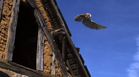 Barn Owl tyto alba Taking off from barn, Slow motion Stock Footage