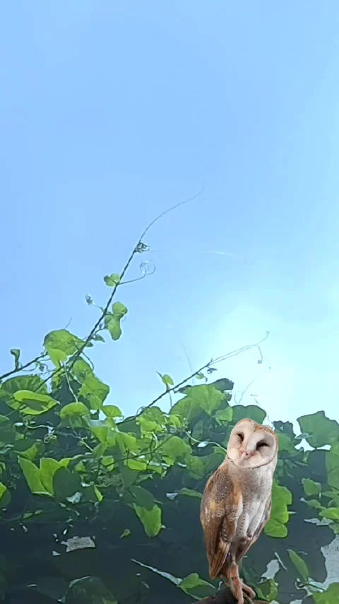 Barn Owl under Blue Cloudy Sky, Vertical Stock Footage 305625468